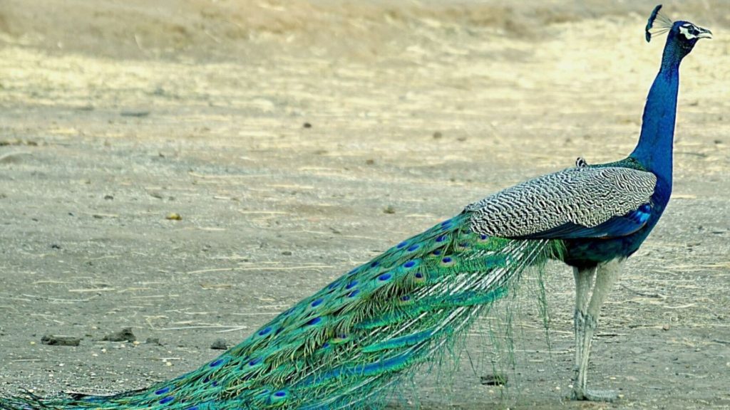 10 Best Places To Find Wild Peacocks in India WildlifeZones