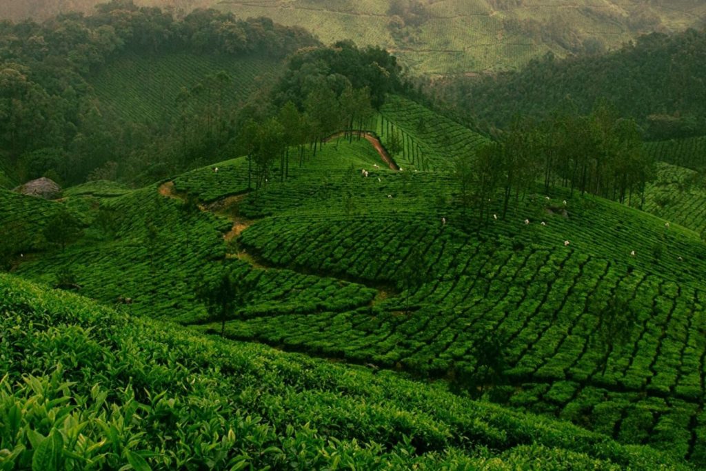 12 Best Tourist Places In Munnar 2 Day Itinerary Wildlifezones