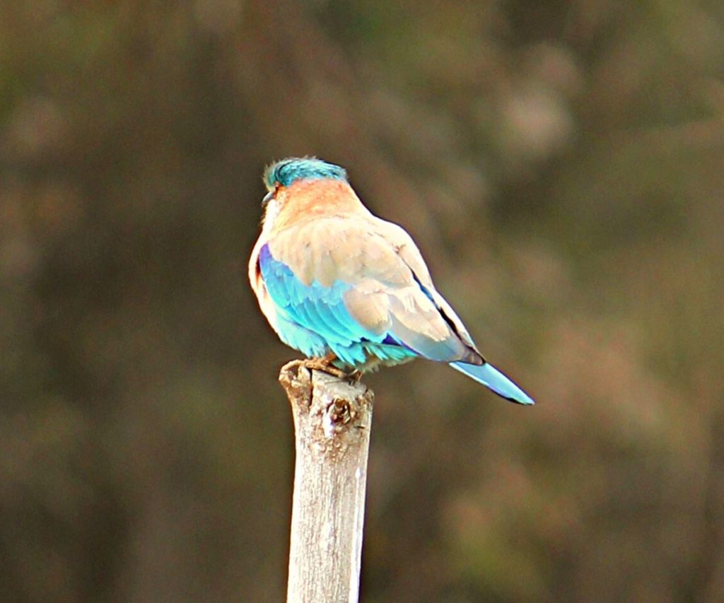 15 Most Beautiful Birds in India for Birdwatchers | WildlifeZones