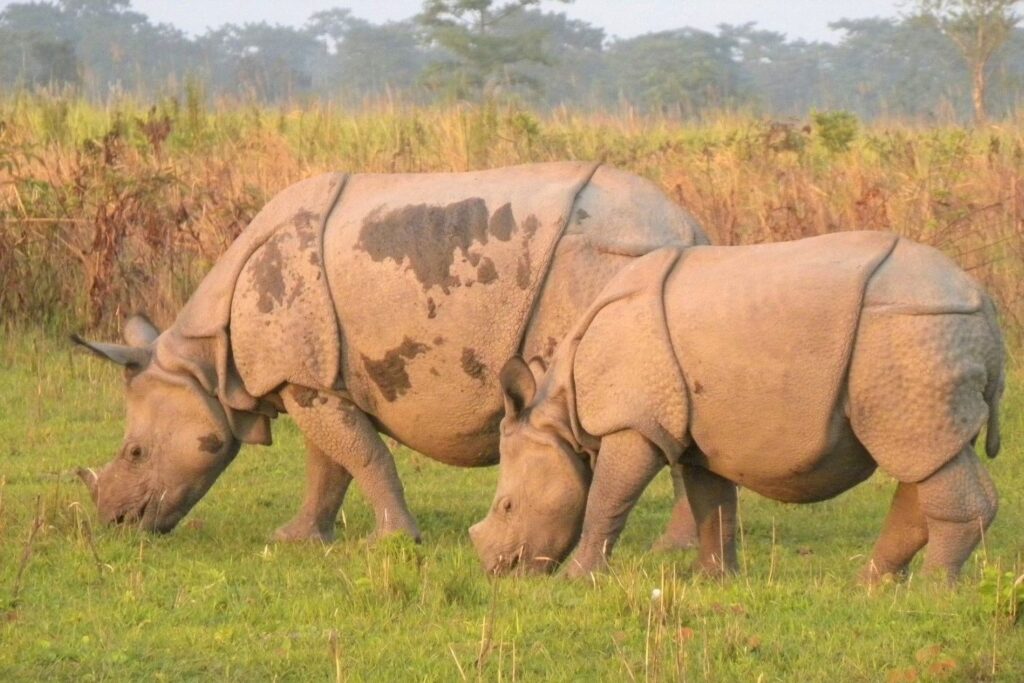 One-Horned Rhinos Population-India is Famous For