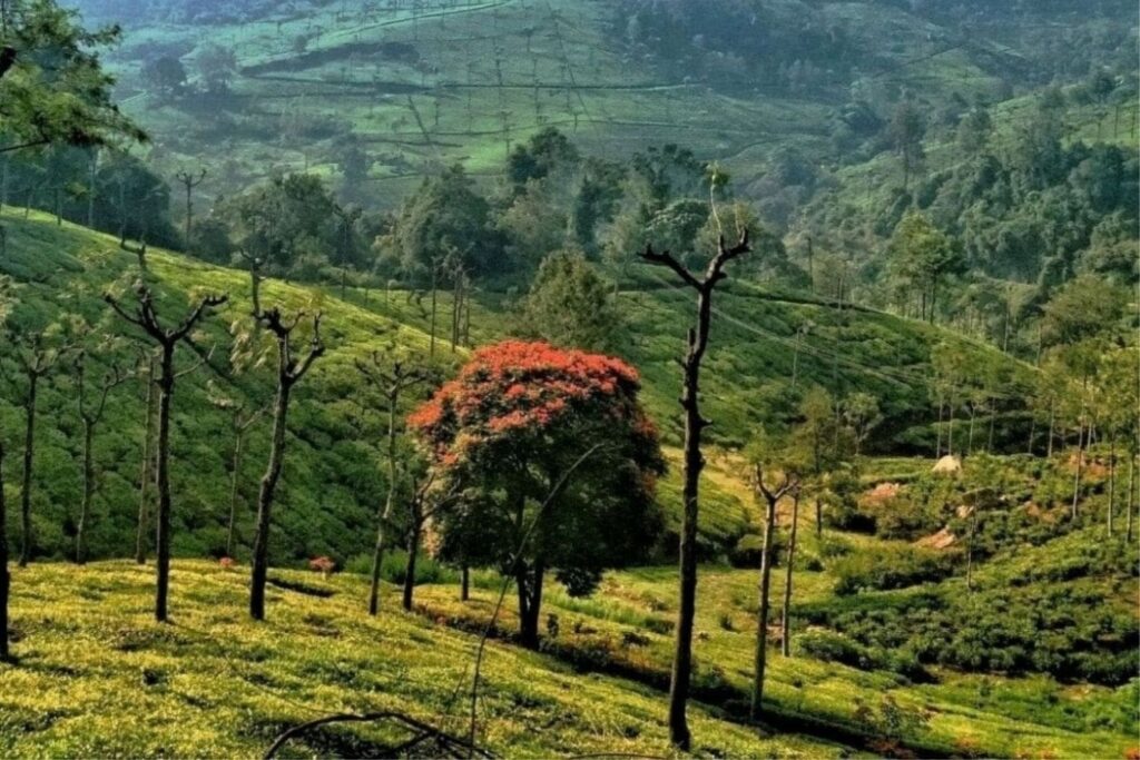 places to visit in ooty in march
