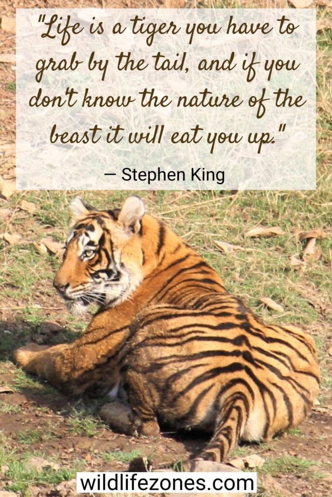 55 Best Tiger Quotes on Strength and Magnificence | WildlifeZones