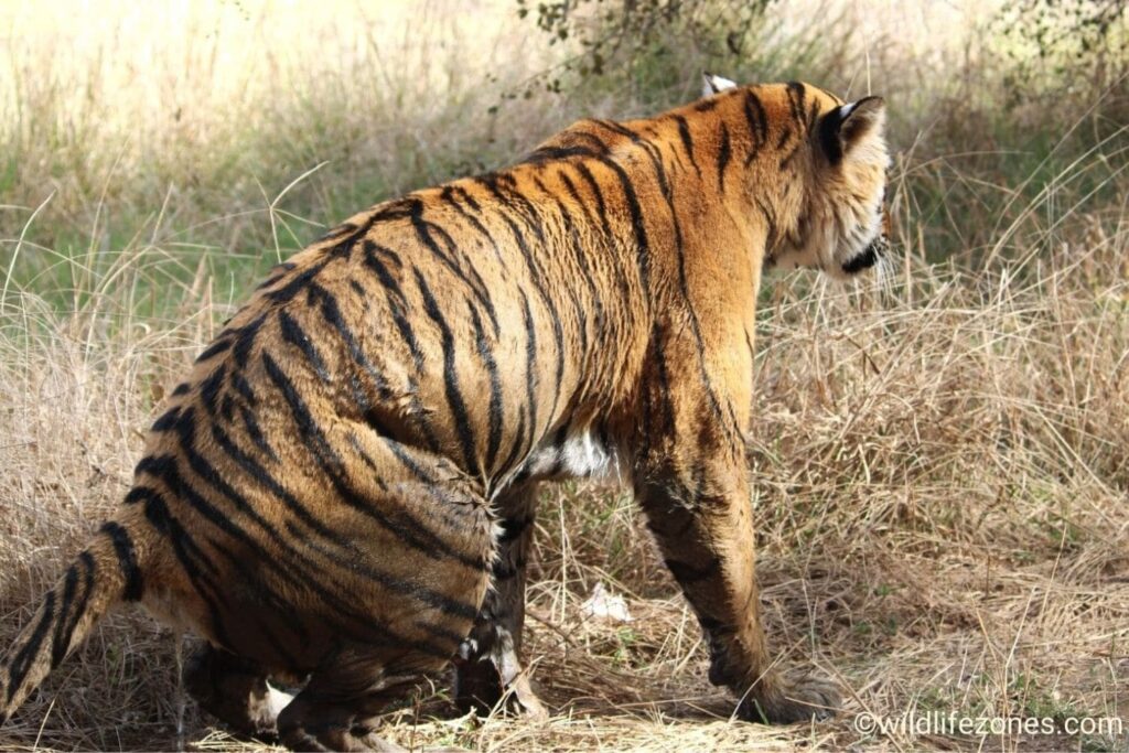 12 Interesting Facts About Tigers WildlifeZones