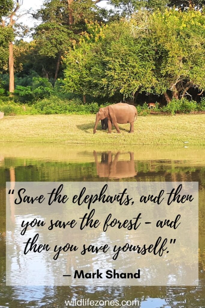 85 Forest Quotes To Adore The Charm of The Woods