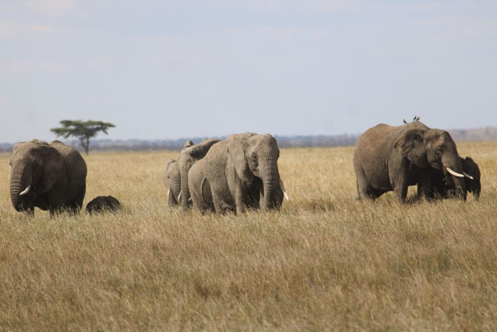 Serengeti National Park - A Complete Planning Guide